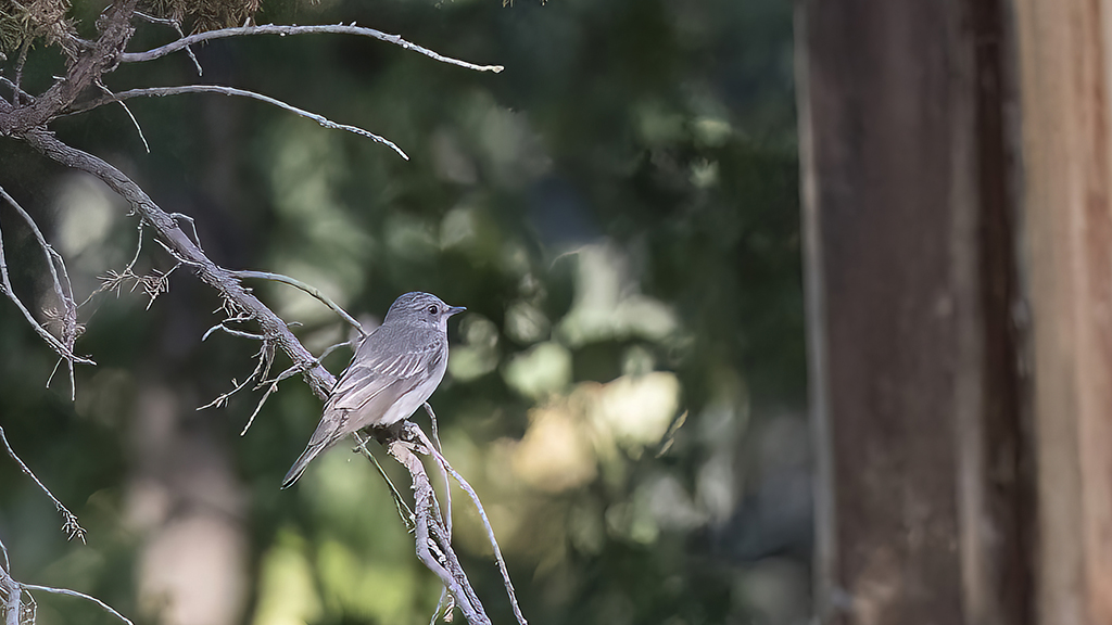 Spotted Flycatcher